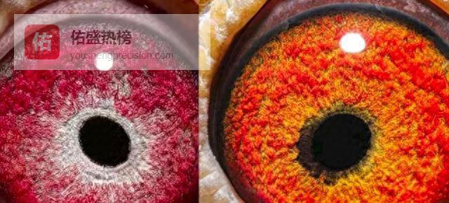 眼砂里的赛鸽密码：单管与双管如何各尽其责