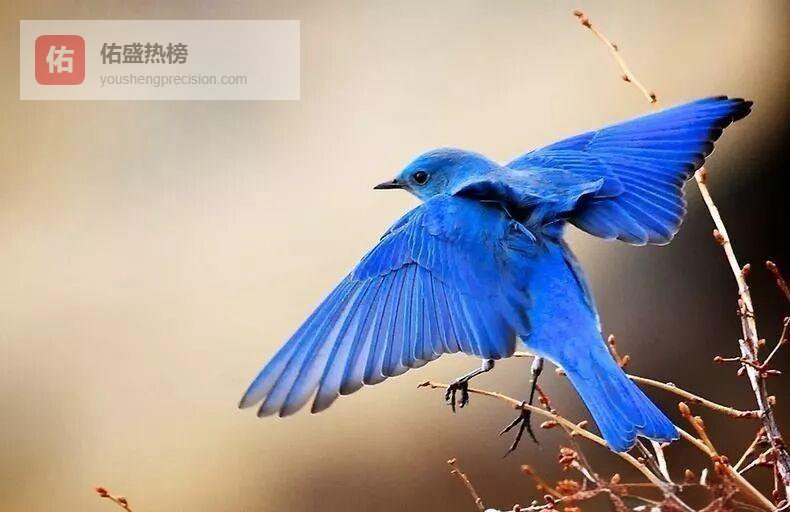 童诗里的跳跳鸟：一场关于“动”与“停”的温柔对话