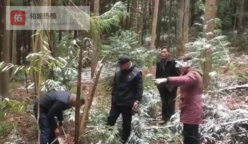 湖北六旬农妇砍了30多棵柳杉，被抓时还牵挂自家的猪没人喂，年轻民警深夜赶过去帮其劈柴煮猪食喂猪