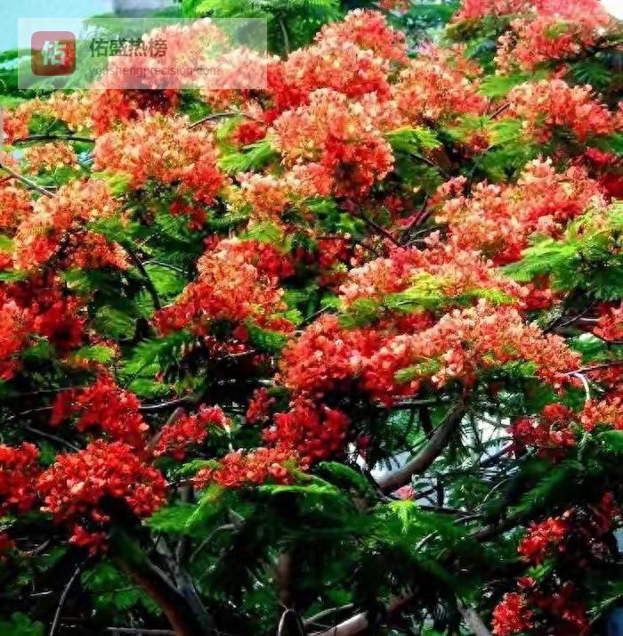 攀枝花凤凰花海：一朵花点燃的城市经济新引擎