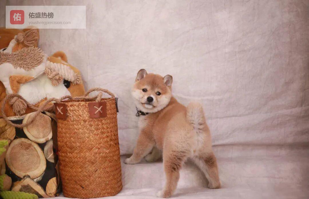 网购柴犬别踩坑：检疫费只是骗局的“开场白”