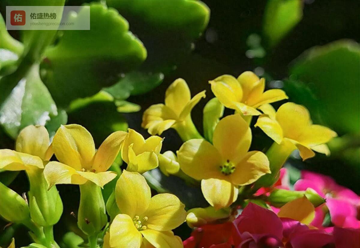 长寿花凋谢别丢！3步处理，15天后再开一波花！