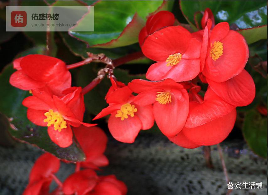 四季海棠黄叶不开花？掌握3个技巧，枝繁叶茂、四季开花！