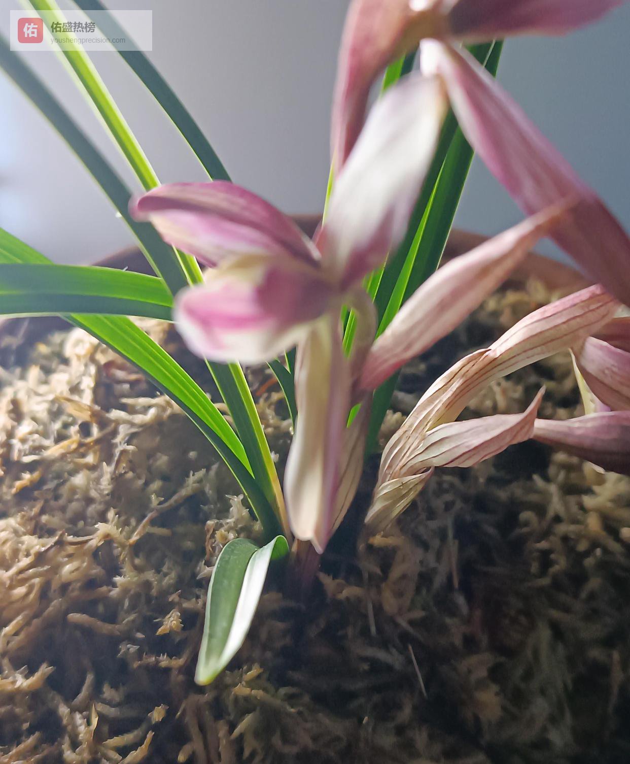 别再把兰花老芦头扔了！裹点水苔“捂一捂”，秒变一盆新兰花，省下好多钱