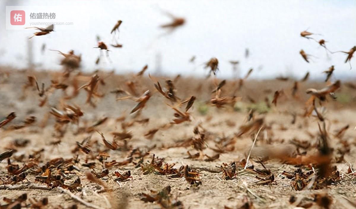 如今蝗灾已少见，古代频繁发生的蝗灾为何已绝迹？