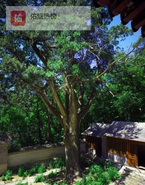 32选10！房山、海淀四株古树等你盖章封王