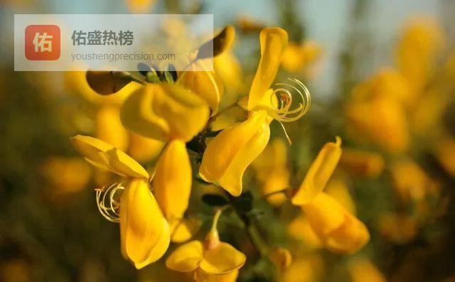 绿意一夏：7盆家养小绿植，把客厅、窗台、餐桌全变“小森林”