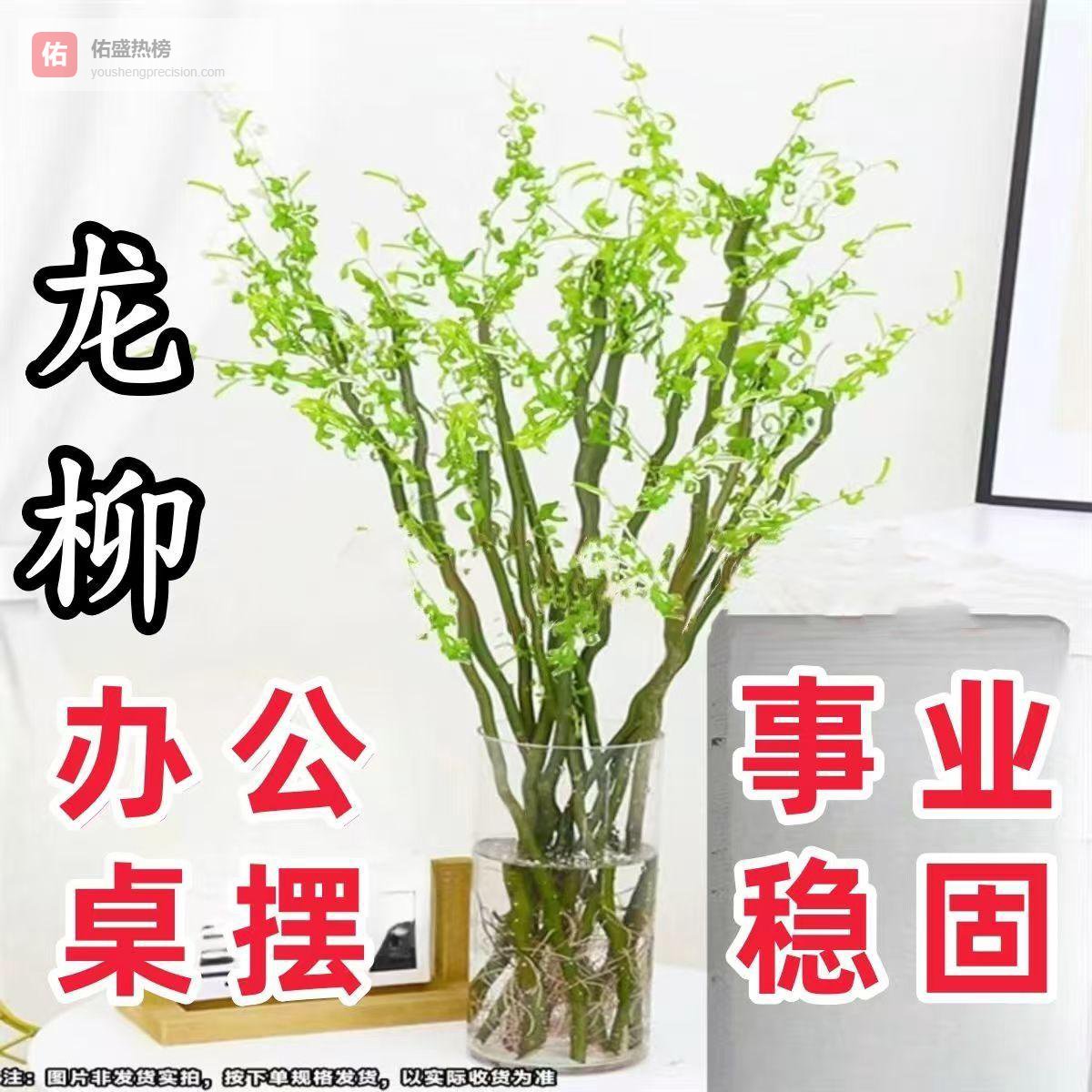 想要打造舒适氧气空间却不知选啥植物？内行揭秘四款治愈系植物避坑指南，为你多维量化打造绿意生活的惊人效果！