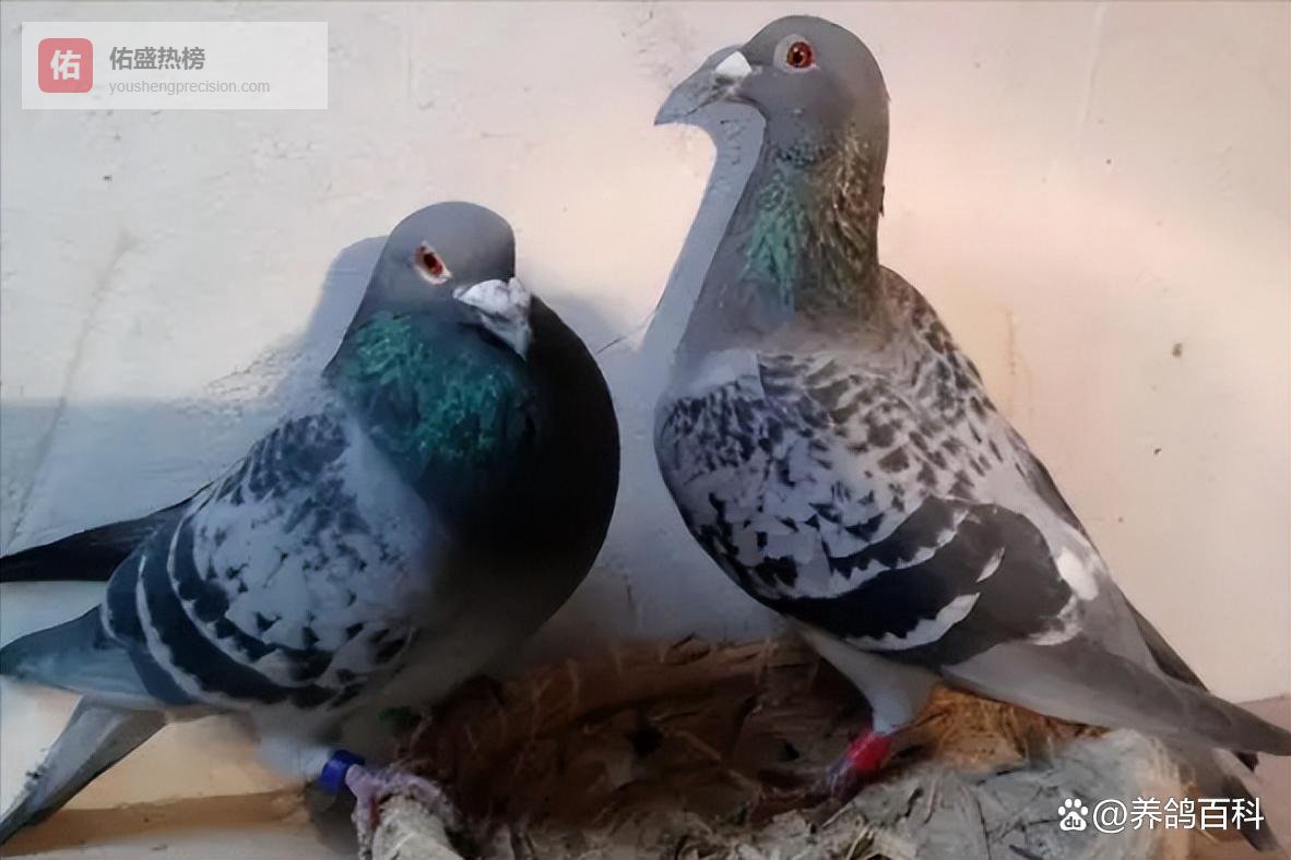 调理鸽子肠道最好的药，养鸽人都在用它，适配赛鸽种鸽幼鸽全阶段