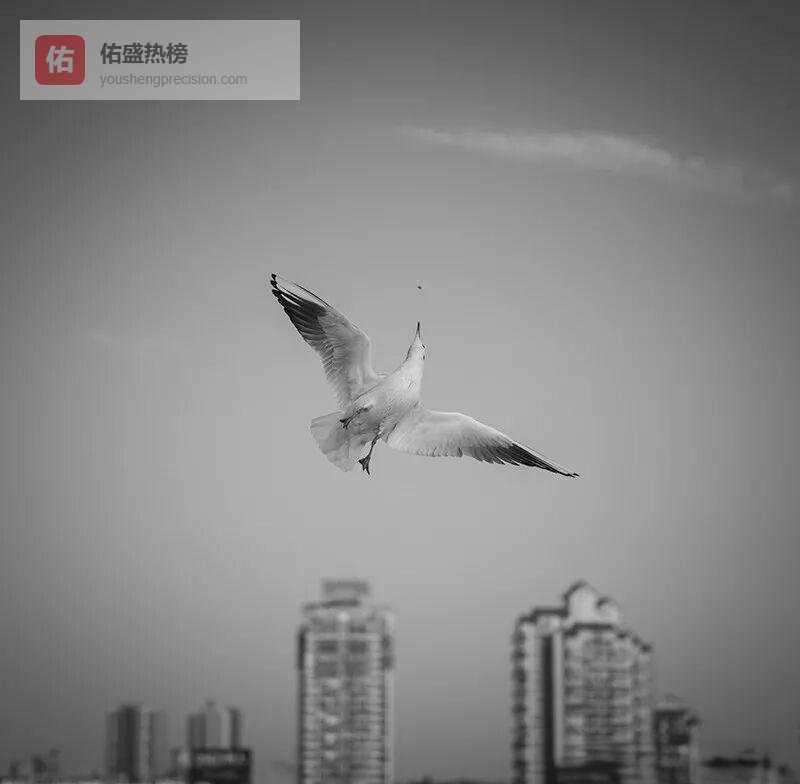 绵远河上的冬日精灵：德阳红嘴鸥全纪录