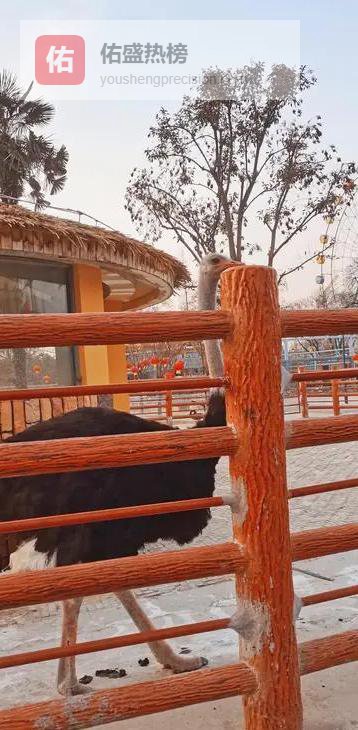 焦作新春全攻略：白天看萌兽，夜里追光火