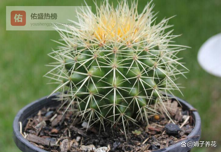 仙人球施肥黑话指南：“宁淡勿浓”是保命，“春秋薄肥”才爆花