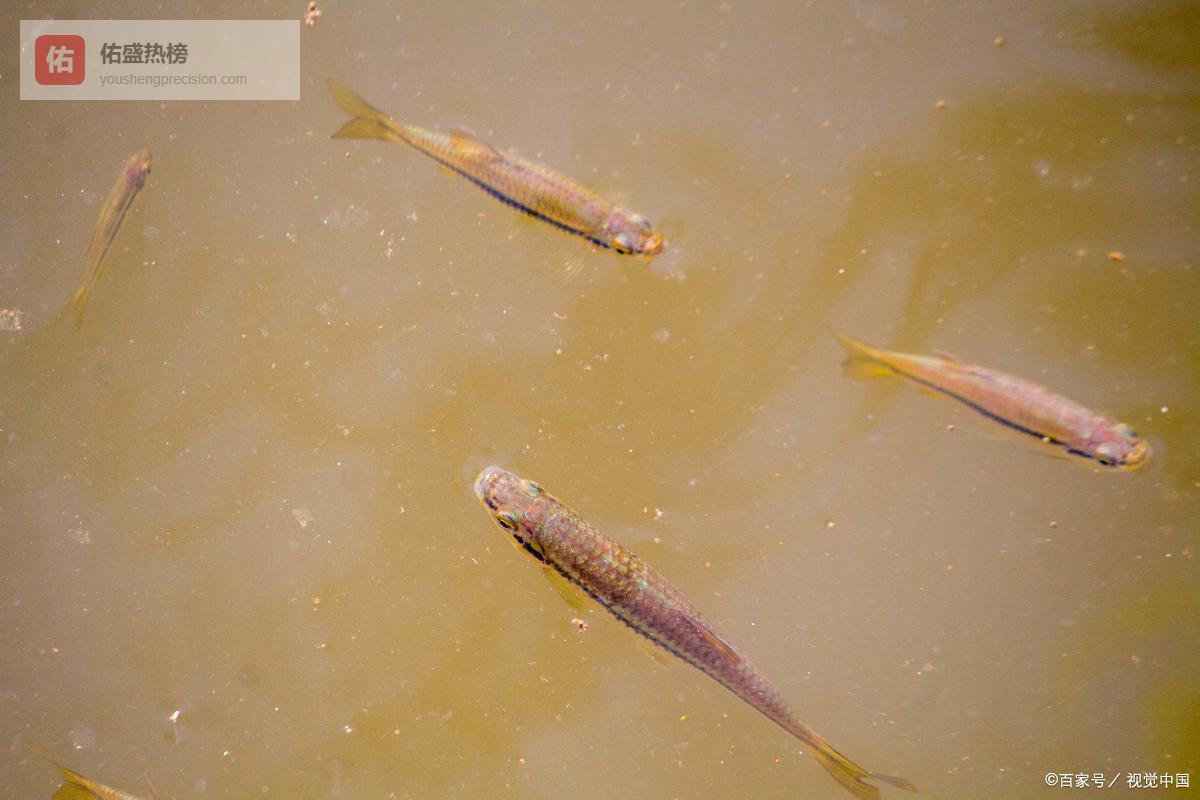 这次必须夸！宁湖生态治理卷出新高度，鱼去哪了？答案泪目