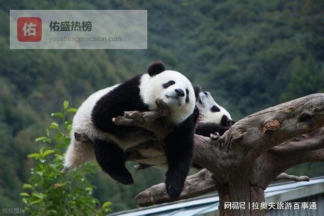 四川纯玩团8日游路线：九寨峨眉成都8天7晚指南