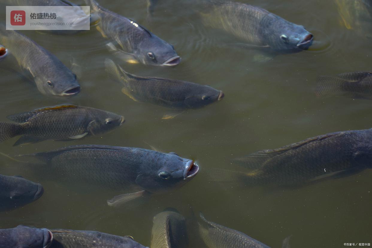 鱼价涨疯啦！从南到北全线飘红，现在吃鱼比吃肉还贵？