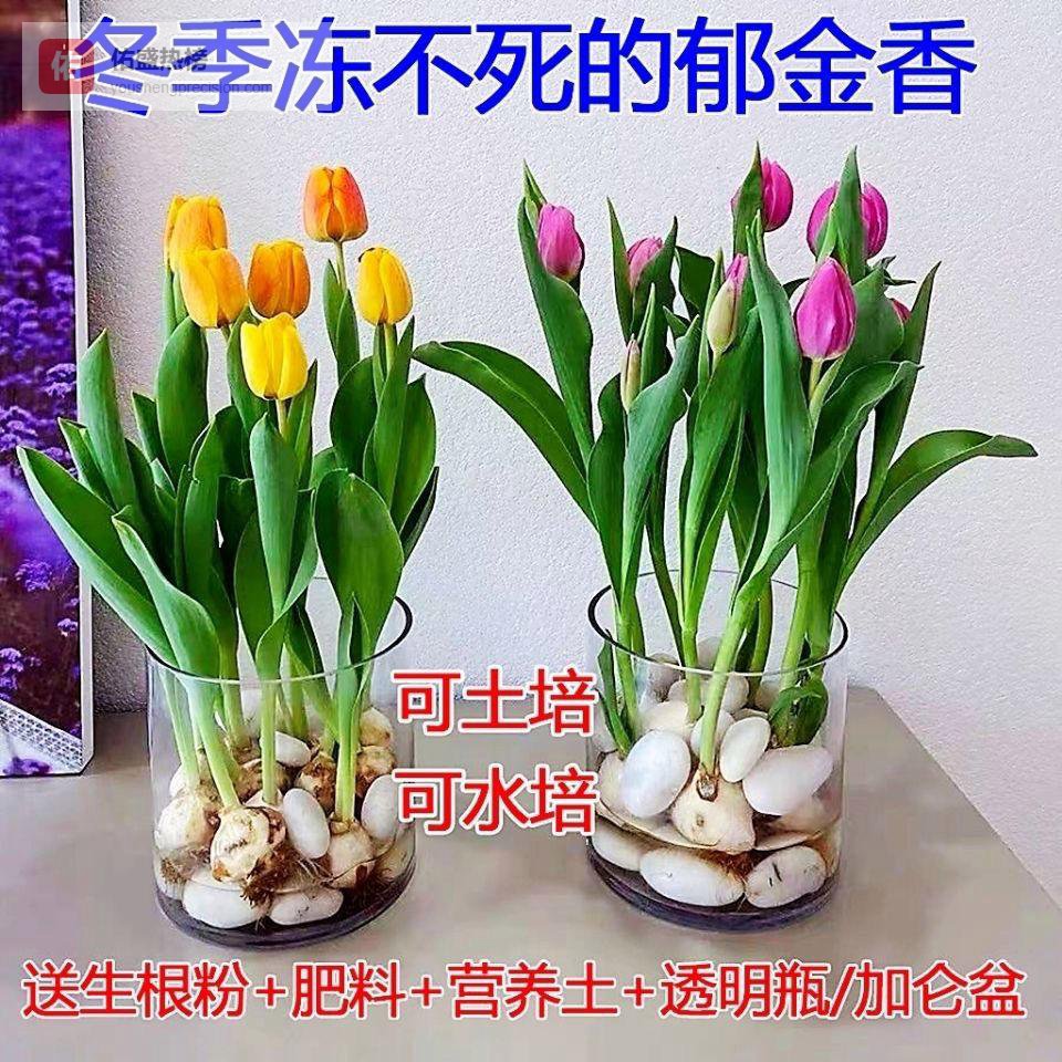 治愈系郁金香：从种球到盛放的微观美学