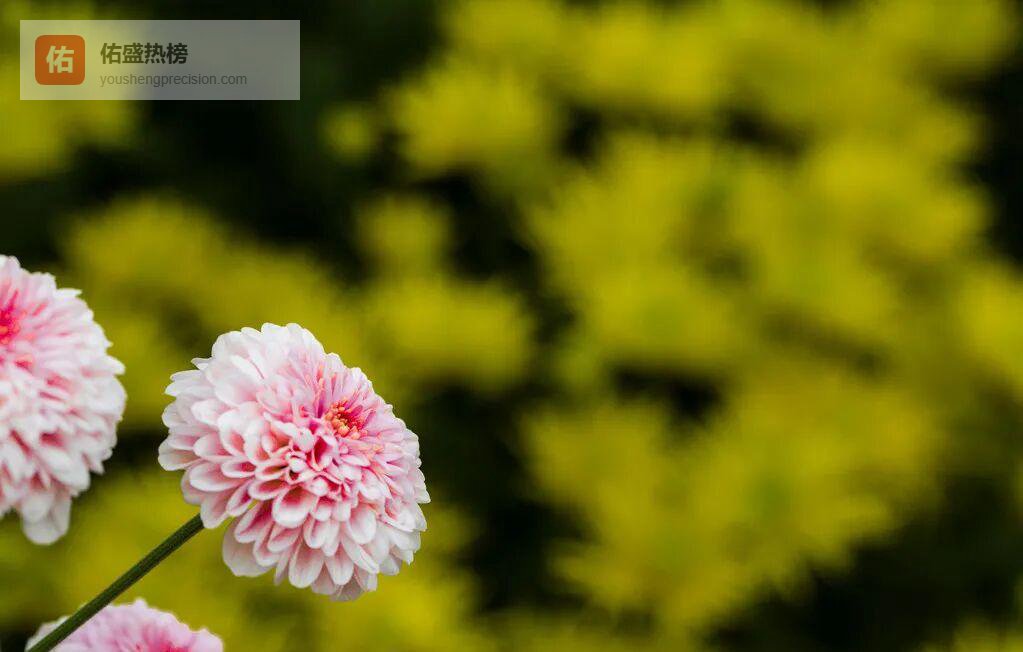 九月登高，把秋天装进一篮菊花