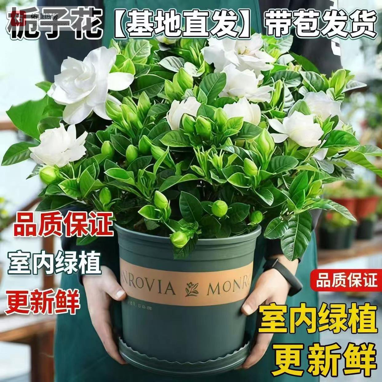 栀子花与龙血树的绝配养护方案：从盆栽到肥料全解析