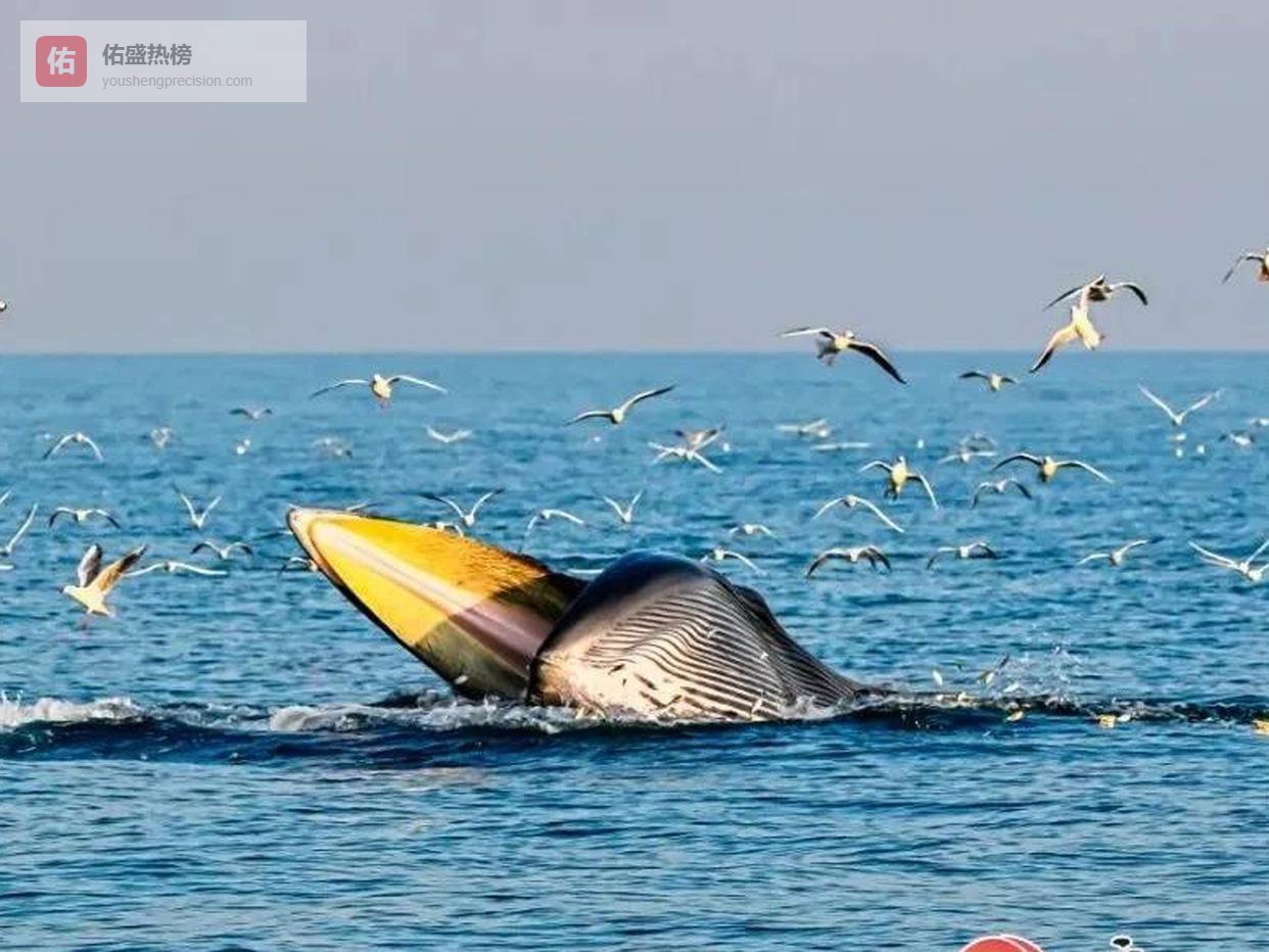 涠洲岛网红鲸“刀疤哥”遭撞击伤痕消失，专家：创口易感染难救