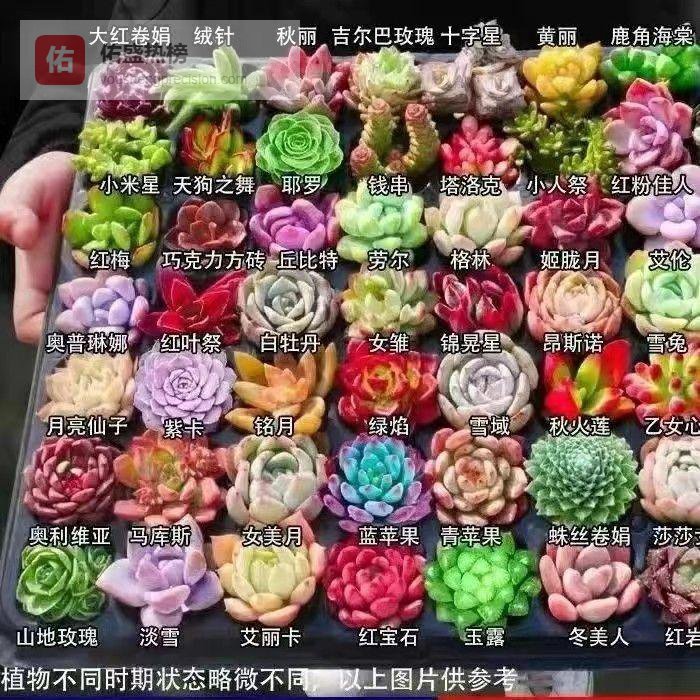 想要打造绿意生活却担心植物难养？内行分享耐养植物投资指南，照着选这些植物，让你十年不用更换，轻松拥有持久绿色！