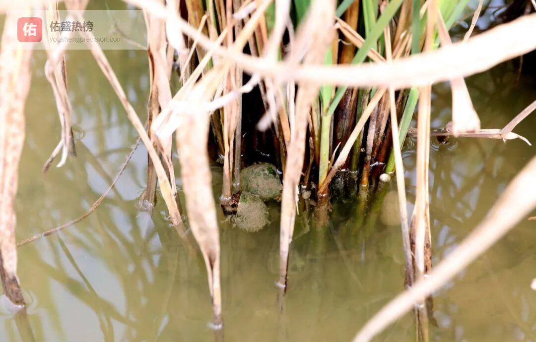 一田三收新范式：稻虾螺共舞的里高样本