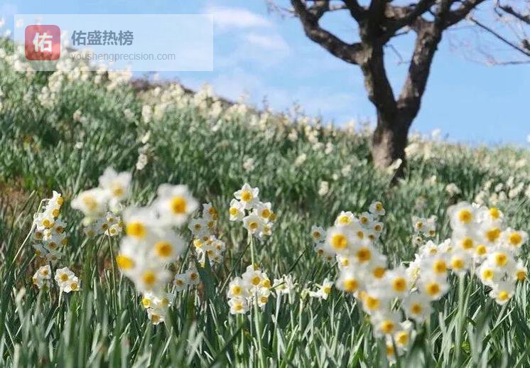 凌波仙子闯年宵：水仙千年逆袭史