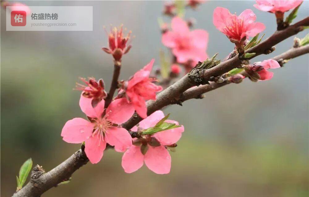 不用远行！吕田苏坑社的鹰嘴桃花正艳