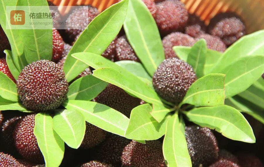 7天黄金窗口，一眼锁定最好吃的杨梅