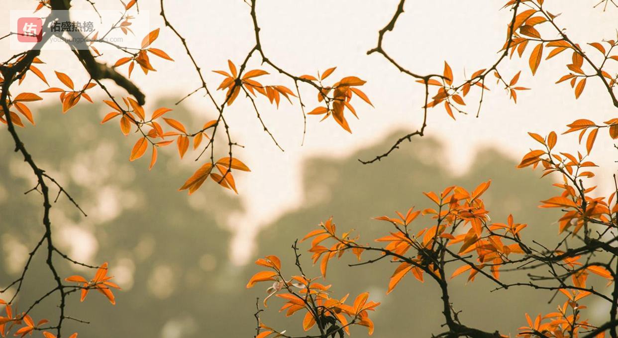 安卓“自言自语”背后：绿色方框如何开启与一键关闭