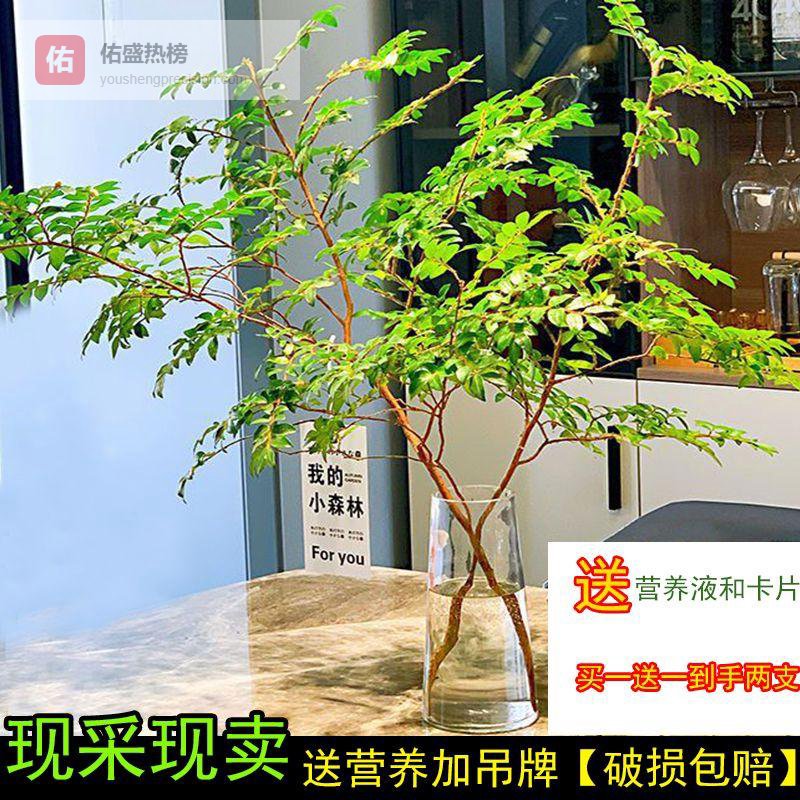 打造客厅清新绿洲遭遇难题？内行揭秘三款治愈系绿植，颜值高易养护，为你家客厅带来四季如春之感，被追着问链接实至名归！