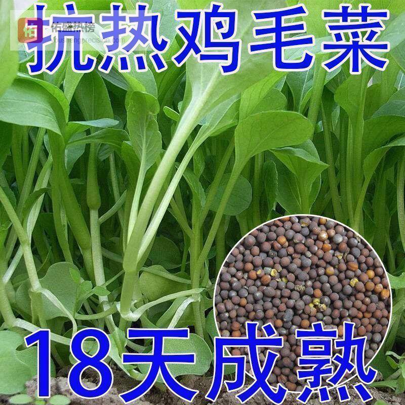 阳台空间有限却想实现蔬菜自由？内行菜友分享避坑经验，这4款种子发芽率高、生长周期短，让你厨房快速变身绿色菜园！