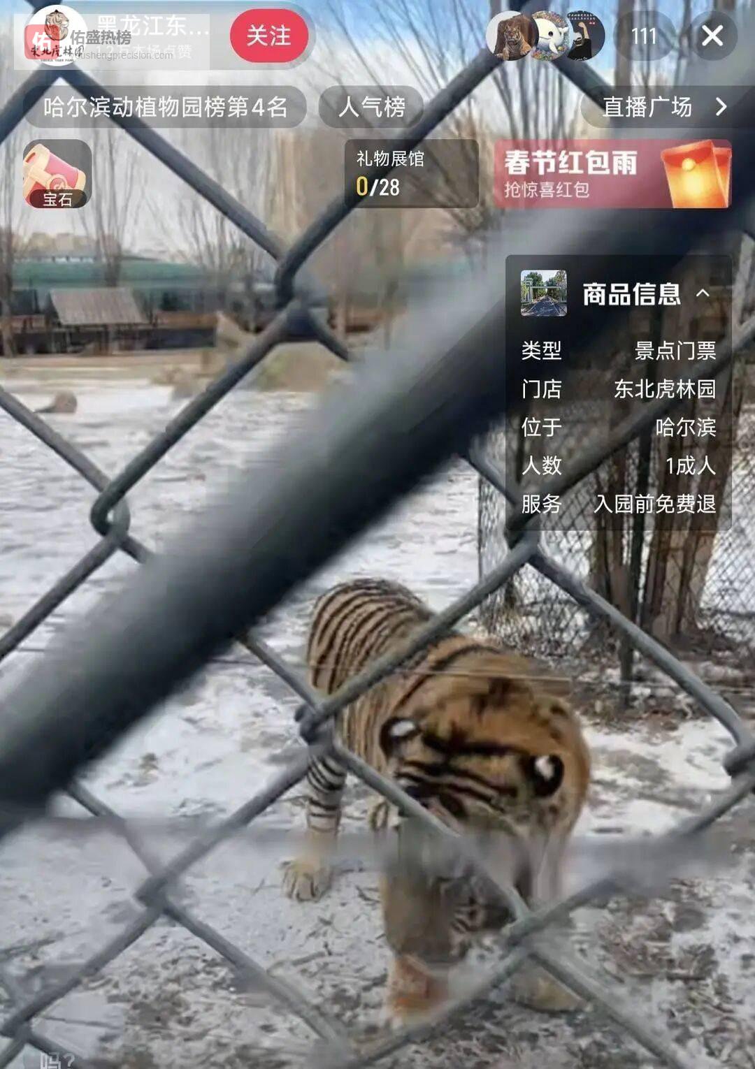 300多只东北虎“轻断食”！景区：每天断食1个园