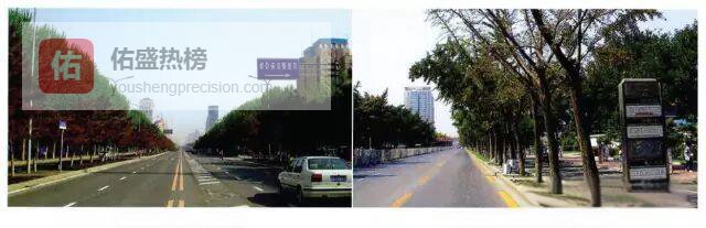 快速城镇化下的城市病：一棵树的“求救”与自救