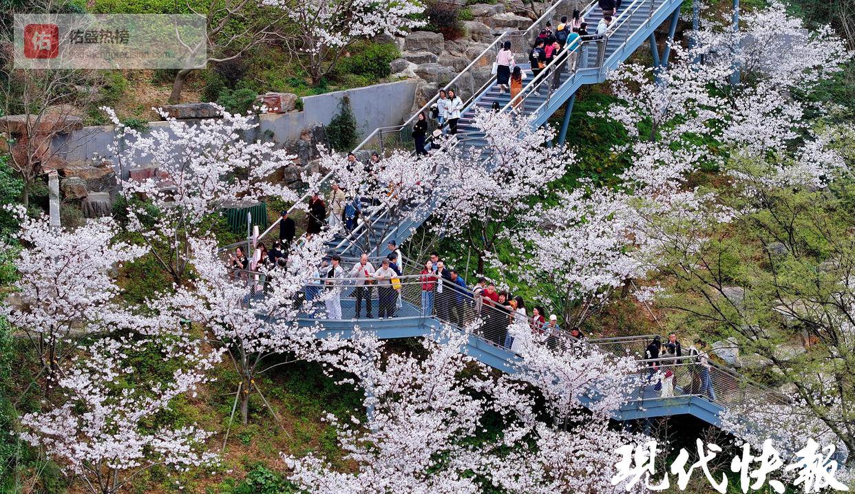 观音门樱花雪：南京春日穿越指南
