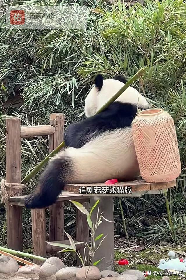 渝爱扛着小灯笼闹元宵了，人里人气的太可爱了