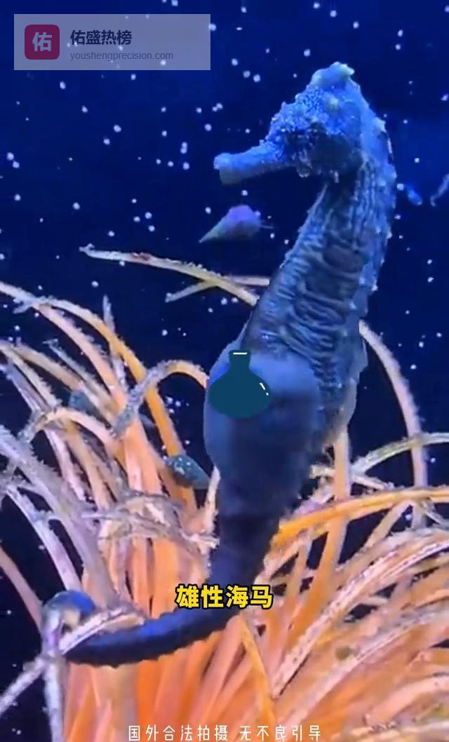 全网都在心疼“海马爸爸“时，我只看到一个濒危物种的“网络葬礼