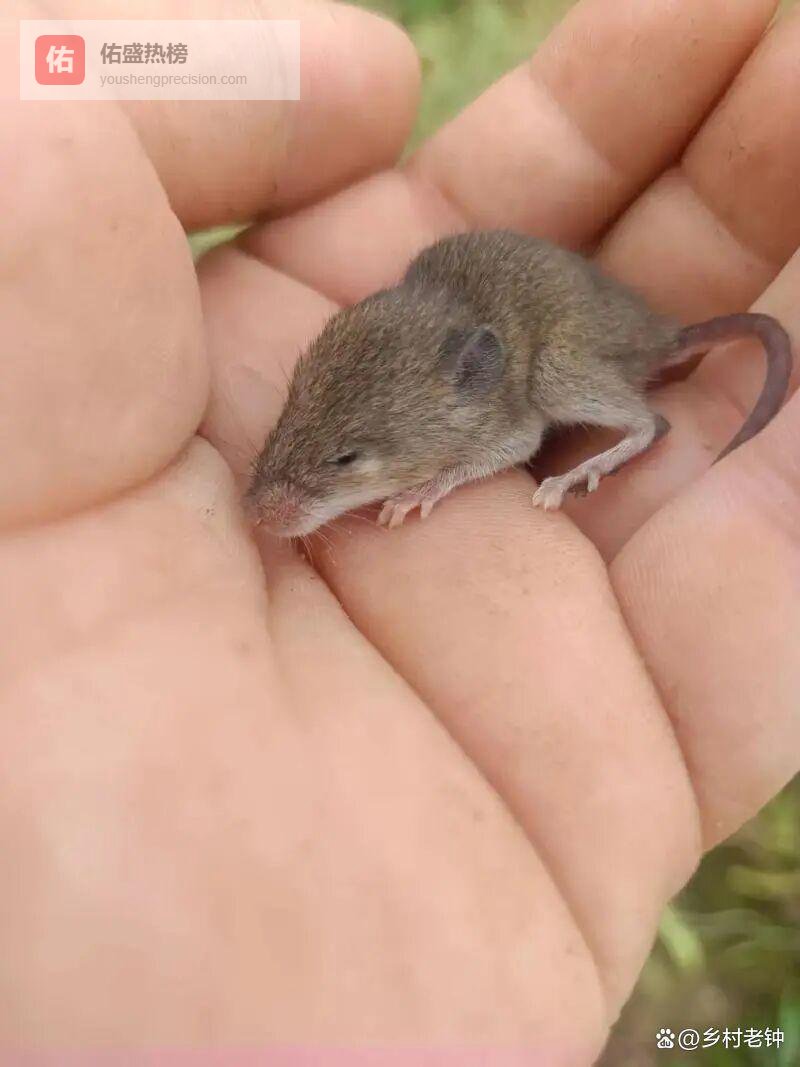 车主检修发现老鼠粮仓，底盘藏满红薯引热议