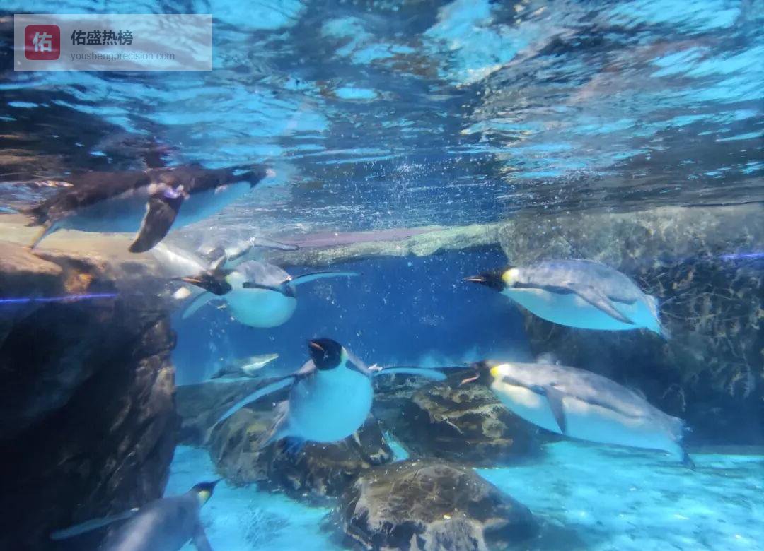 武汉极地海洋公园：与鲸豚共舞的蓝调日记