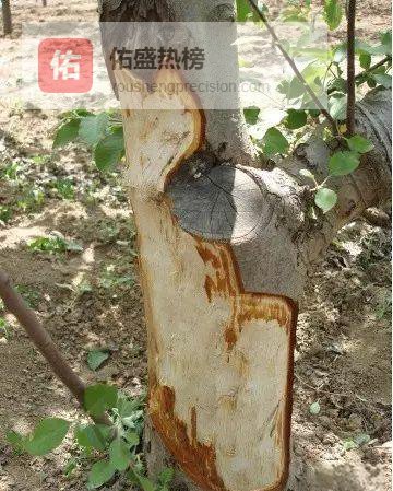 春到果园：七步管理让树势“满血复活”