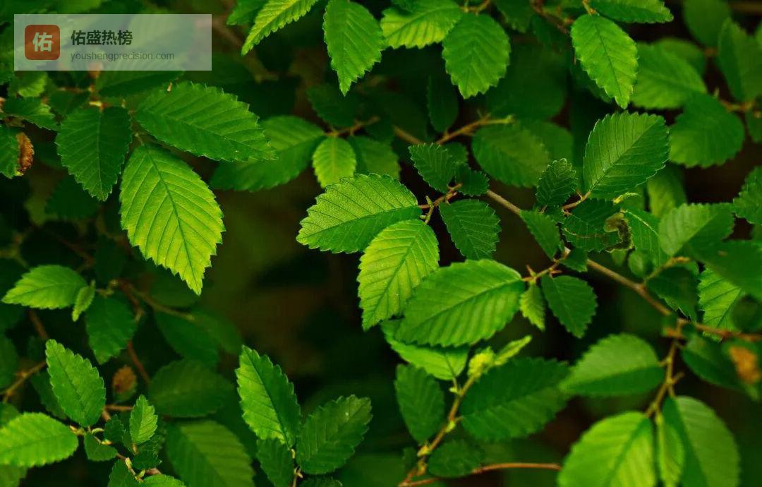 榆树枝：一味平凡枝桠的通淋妙用