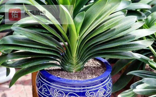 君子兰养爆盆的4个“避雷区”+2个铁律