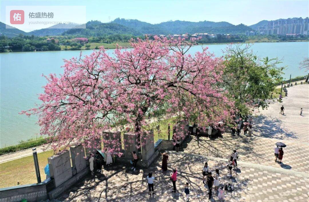 邕江畔粉色云霞，一棵异木棉带火整座城的周末打卡攻略