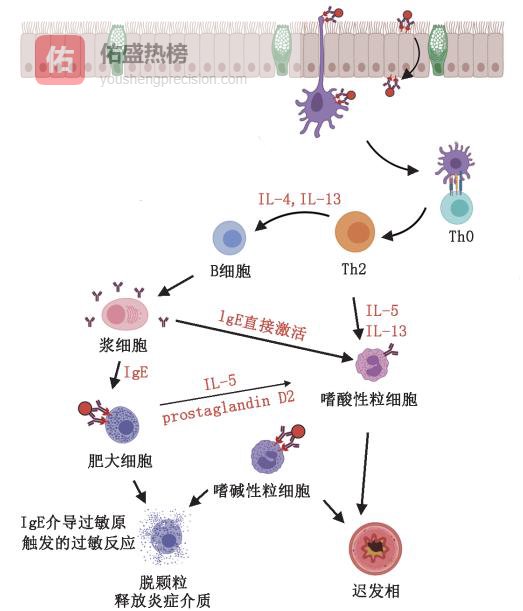 奥马珠单抗：让“难治”哮喘儿童重新喘口气
