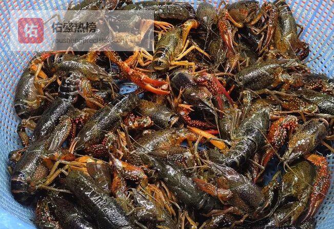 武进小龙虾降价20元，春夜剥虾正当时