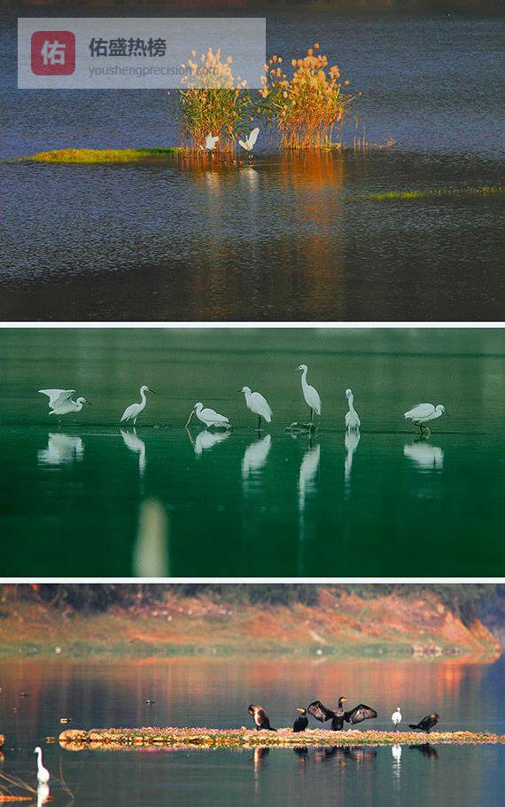 诸暨五处秘境观鸟地图：假期与飞羽共舞