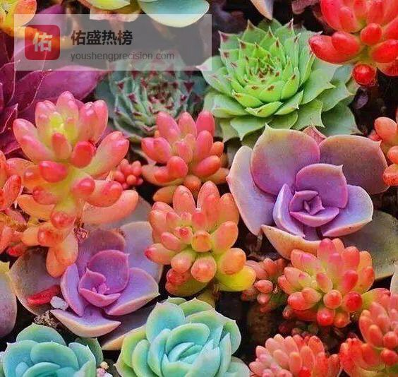 雨季保肉全攻略：让多肉远离霉斑与烂根