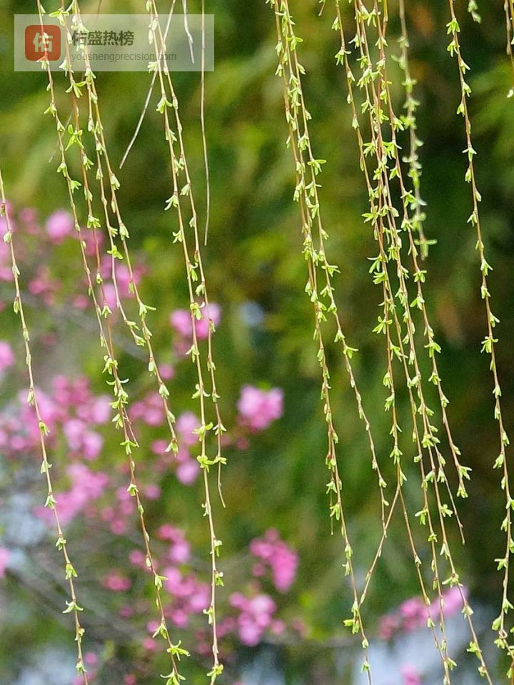 别光顾着赏花，它一出手，评论区马上开诗词大会！