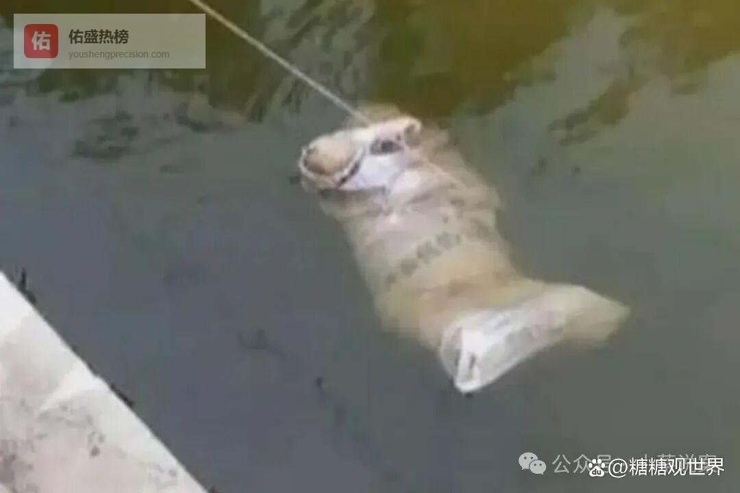 大案纪实惊世碎尸案：39块人体拼图还原真相，凶手竟是枕边“未婚夫”！