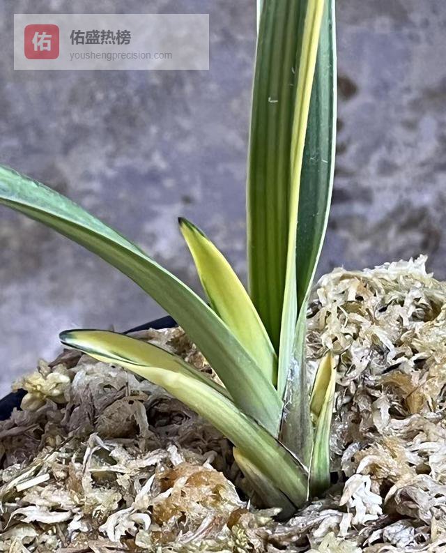 尚方宝剑砍向企业？这届官员算盘碎了一地