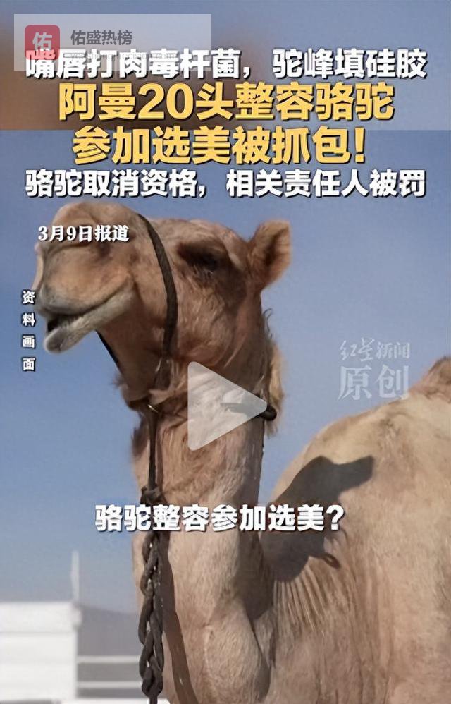 阿曼20只整容骆驼参加选美被抓包：嘴唇打肉毒杆菌，驼峰填硅胶；骆驼取消参赛资格，相关责任人被罚